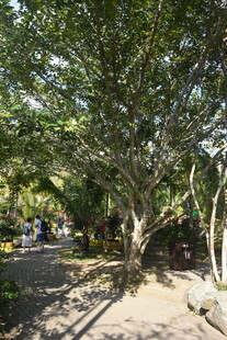 三亚林荫小道 静谧树木景致