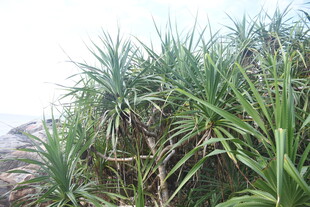 三亚岸边繁茂的绿色植物