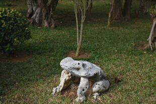 三亚草地上的青蛙石头
