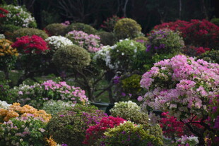 三亚多彩花卉组成的繁茂花境