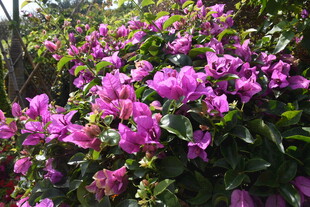 三亚绽放的艳丽三角梅