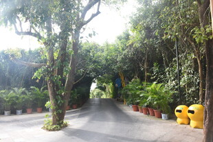 三亚林荫小道 绿植环绕的静谧路