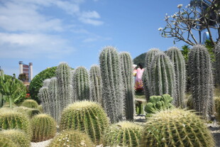 三亚壮观仙人掌群景观