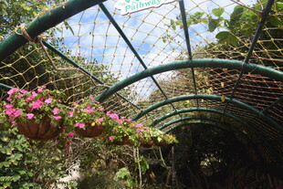 三亚拱形花廊 绿植繁花美景