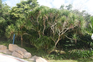 三亚路边繁茂绿植与巨石景观