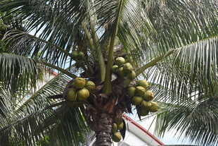 三亚椰树上挂满累累椰子