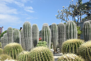 三亚多样仙人掌景观