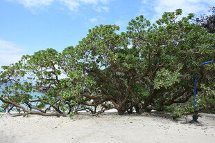 三亚沙滩上的繁茂大树