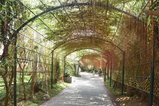 三亚绿荫藤蔓覆盖的幽静小道