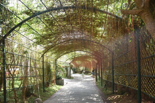 三亚绿荫环绕的浪漫拱形小道