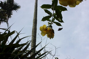 三亚枝头绽放的黄色美丽花朵