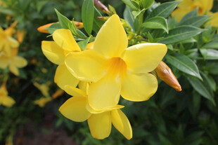 三亚绽放的黄色飘香藤花朵