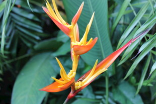 三亚艳丽蝎尾蕉特写