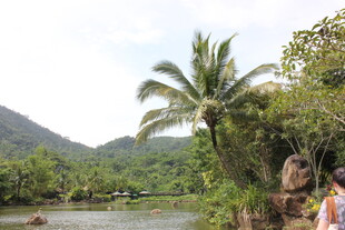 三亚热带山水间的棕榈树景观