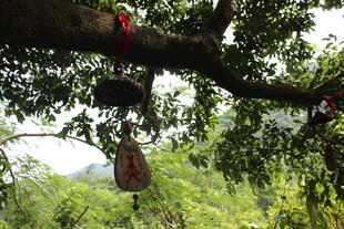 三亚古树上的祈福挂件与鸟巢