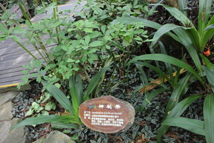 三亚花园中的绿植与标识牌
