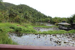 三亚乡村荷塘景致