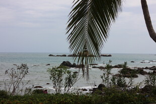 三亚海边椰树与葱郁植被景观