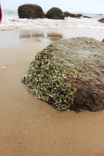 三亚海滩上覆满海藻的岩石