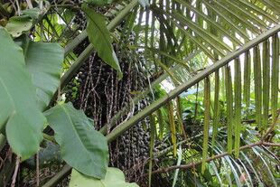 三亚繁茂丛林中的多样植物