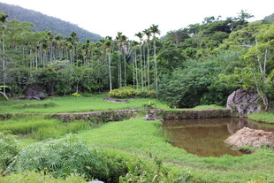 三亚山间绿野池塘自然美景