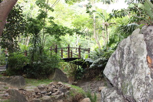 三亚林间石桥 自然静谧之景