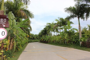 三亚热带林荫公路风景