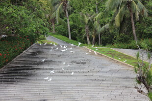 三亚林间碎石路 绿植环绕