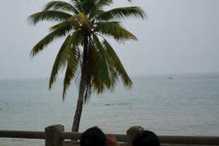 三亚海边椰树下的静谧时光