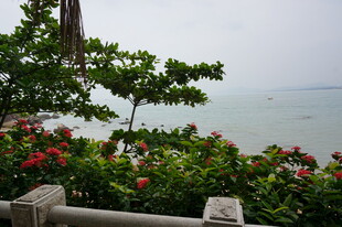 三亚海边绿植环绕的观景视角