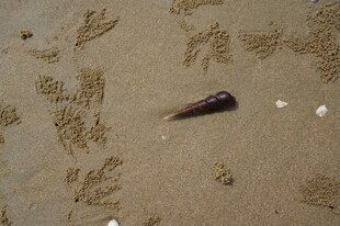 三亚沙滩上的贝壳与螃蟹脚印