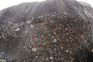 三亚布满斑点的奇特岩石