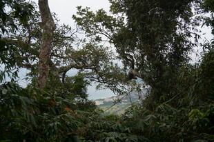 三亚茂密丛林中的自然景致