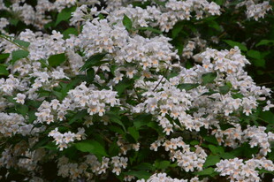 蝟实花 