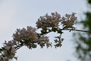 蝟实花 枝