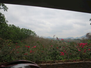 三亚车窗外的繁花绿植景观