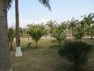 三亚热带园林景观 绿意盎然