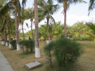 三亚椰树成排的户外景观