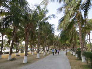 三亚椰林小道 漫步休闲好去处