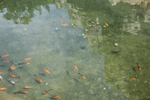 三亚池塘中游动的多彩金鱼