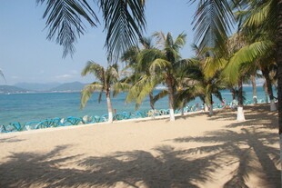 三亚热带海滩风光 椰树与大海