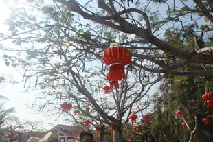 三亚树枝间悬挂的喜庆红灯笼