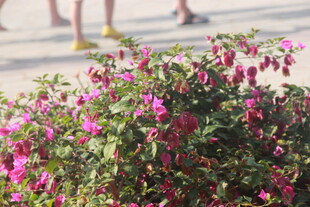 三亚街头绽放的艳丽粉色花卉