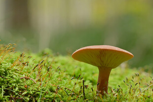 蘑菇