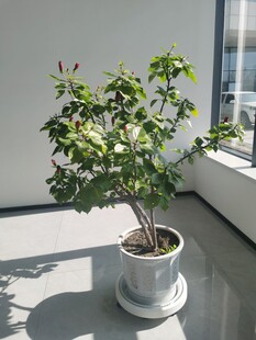 窗边绿植盆栽
