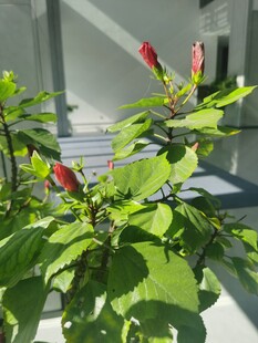 绿叶间的娇艳红色花朵
