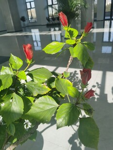 室内绿植绽放艳丽花朵