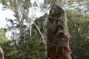 森林中的古老神秘石柱