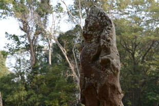 森林中的奇特树桩