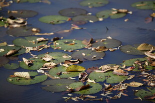 水面上漂浮的睡莲叶片
